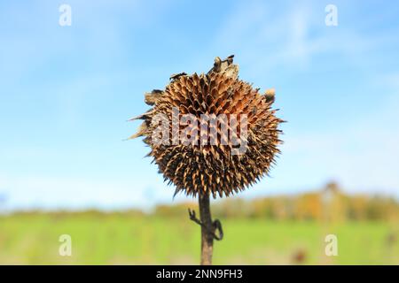 Leere Blüte einer Sonnenblume vor einem blauen Himmel Stockfoto