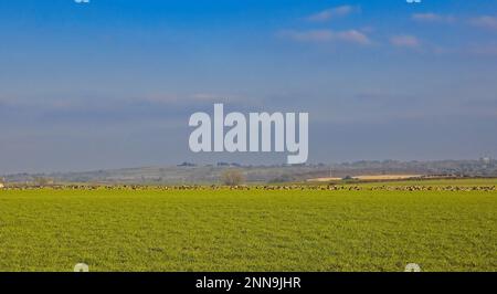 Weiter Blick auf eine große Schar rosafarbener Gänse, die auf einer schottischen Wiese grasen Stockfoto