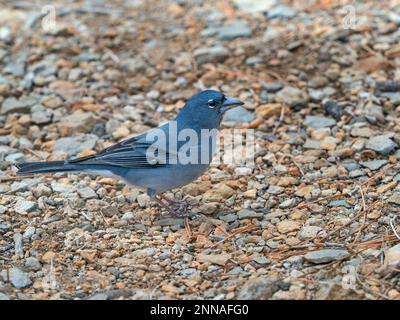 Teneriffa Blue Chaffinch Fringilla teydea Male Mitte Februar Stockfoto