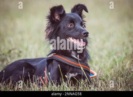 Schöne Hunde Stockfoto