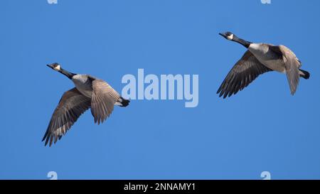 Zwei kanadische Gänse im Flug. Stockfoto