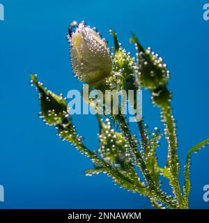 Weiße Rose unter Wasser mit Luftblasen auf blauem Hintergrund Stockfoto