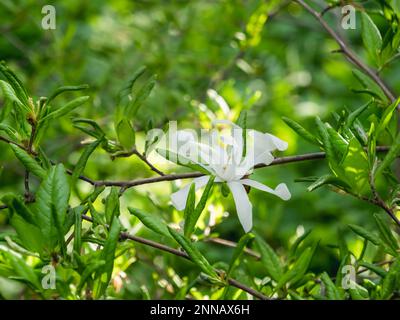 Weiße Blume von Magnolia stellata, manchmal auch Sternmagnolie genannt. Natürlicher Frühlingshintergrund mit blühenden Blumen. Stockfoto