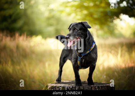 Ein älterer Hund, der bei Frühlingswetter durch den Wald läuft. Sie stellt gerne als Model aus. Stockfoto