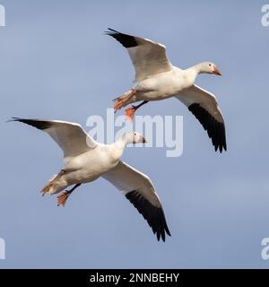 Zwei Schneegänse, die gegen starken Wind gleiten. Stockfoto