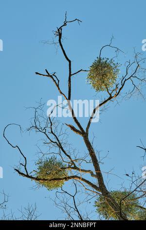 Mistelbälle auf Zweigen eines trockenen Baumes vor blauem Himmel Stockfoto