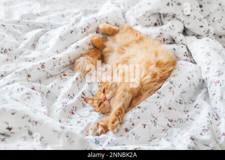 Süße Ingwerkatze schläft im Bett. Flauschiges Haustier liegt auf weißer Bettwäsche. Komfortabler Ort zum Entspannen für Haustiere. Stockfoto