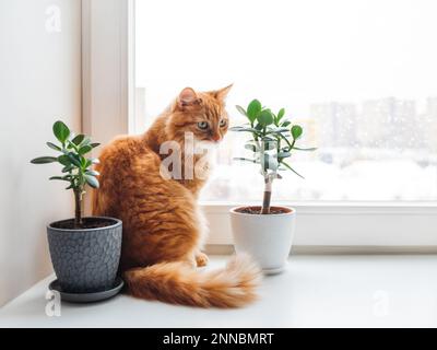 Die neugierige Ingwerkatze sitzt auf dem Fensterbrett mit zwei Sukkulenten, während draußen Schnee fällt. Komfort zu Hause mit flauschigen Haustieren und Hauspflanzen auf kaltem Meer Stockfoto