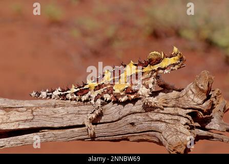 Der Dornteufel (Moloch horridus), auch bekannt als Bergteufel, Dornechse, Dorndrache und Moloch, ist eine Art von Eidechse in der Stockfoto