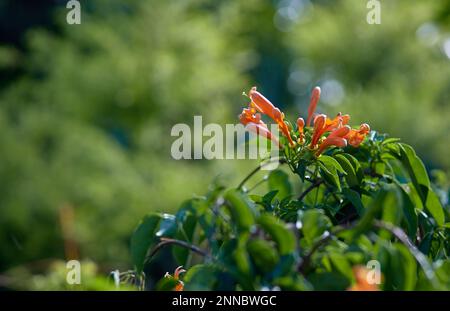 Die orangefarbenen Pyrostegia venusta-Blumen Stockfoto