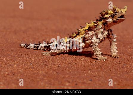 Der Dornteufel (Moloch horridus), auch bekannt als Bergteufel, Dornechse, Dorndrache und Moloch, ist eine Art von Eidechse in der Stockfoto
