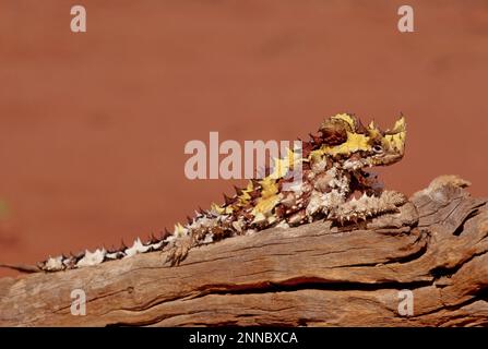 Der Dornteufel (Moloch horridus), auch bekannt als Bergteufel, Dornechse, Dorndrache und Moloch, ist eine Art von Eidechse in der Stockfoto