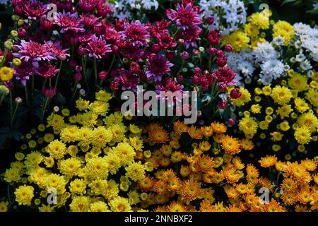Die mehrfarbigen Chrysanthemen im Garten Stockfoto