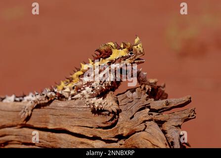 Der Dornteufel (Moloch horridus), auch bekannt als Bergteufel, Dornechse, Dorndrache und Moloch, ist eine Art von Eidechse in der Stockfoto