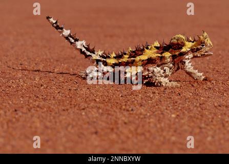 Der Dornteufel (Moloch horridus), auch bekannt als Bergteufel, Dornechse, Dorndrache und Moloch, ist eine Art von Eidechse in der Stockfoto