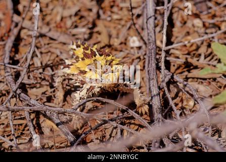 Der Dornteufel (Moloch horridus), auch bekannt als Bergteufel, Dornechse, Dorndrache und Moloch, ist eine Art von Eidechse in der Stockfoto