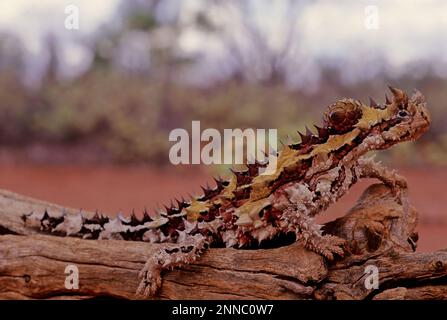 Der Dornteufel (Moloch horridus), auch bekannt als Bergteufel, Dornechse, Dorndrache und Moloch, ist eine Art von Eidechse in der Stockfoto