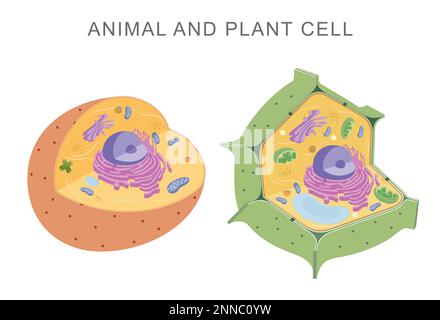 Vergleich von Tier- und Pflanzenzellen Stockfoto