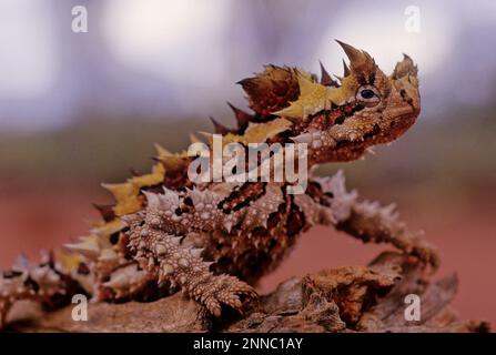 Der Dornteufel (Moloch horridus), auch bekannt als Bergteufel, Dornechse, Dorndrache und Moloch, ist eine Art von Eidechse in der Stockfoto
