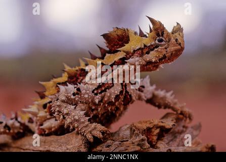 Der Dornteufel (Moloch horridus), auch bekannt als Bergteufel, Dornechse, Dorndrache und Moloch, ist eine Art von Eidechse in der Stockfoto