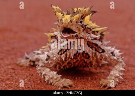 Der Dornteufel (Moloch horridus), auch bekannt als Bergteufel, Dornechse, Dorndrache und Moloch, ist eine Art von Eidechse in der Stockfoto