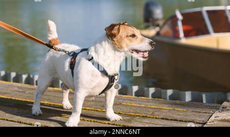 Am sonnigen Frühlingstag stand der Hund auf dem Pier und wartete darauf, an Bord des Motorboots zu gehen Stockfoto