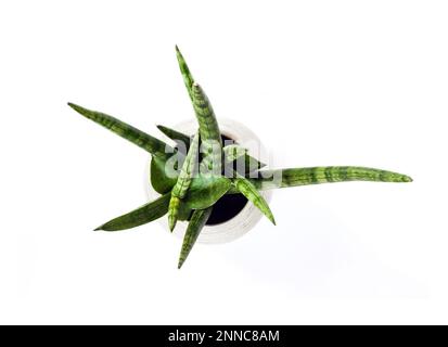 Vergossene Sansevieria cylindrica var. Patula isoliert auf weißem Hintergrund. Sansevieria cylindrica auch als zylindrische Schlangenpflanze, afrikanische Spea, bekannt Stockfoto