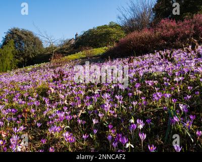 Naturalized Crocus tommasinianus, Eröffnung an einem sonnigen Februar-Tag auf der Zwiebelwiese im Garden House, Buckland monachorum, Devon Stockfoto