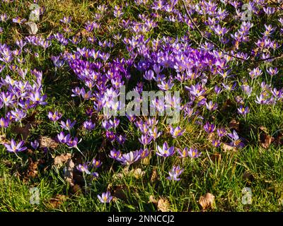 Naturalized Crocus tommasinianus, Eröffnung an einem sonnigen Februar-Tag auf einem Rasen im Garden House, Buckland monachorum, Devon Stockfoto