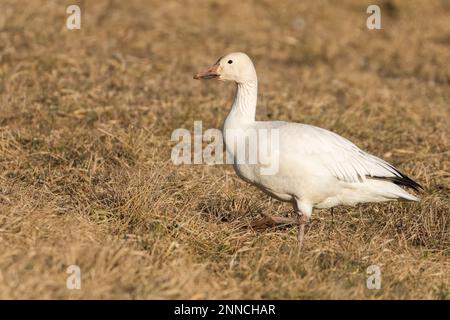 Eine Schneegänse, die sich auf einem Feld in Middle Creek, Pennsylvania, ernährt Stockfoto