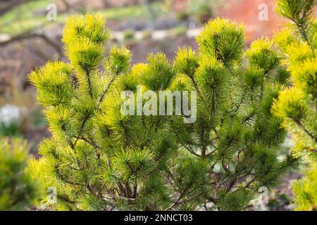 Zwerg Schweizer Bergkiefer, Pinus Mugo Ophir Stockfoto