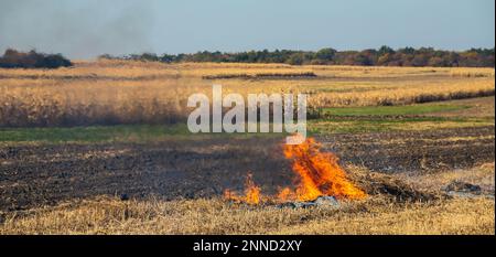 Verbrennung landwirtschaftlicher Abfälle - Smog und Verschmutzung. Schädliche Emissionen aus Heu- und Strohverbrennung auf landwirtschaftlichen Feldern. Stockfoto