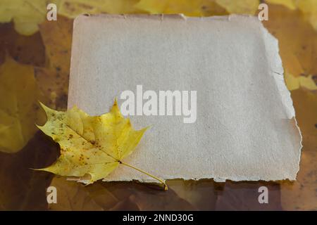 Herbstblätter auf dem Altpapier isoliert auf weiß. Stockfoto