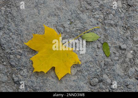 Wunderschönes herbstgelbes Ahornblatt, liegt auf nassem Asphalt, einsam, Draufsicht, Nahaufnahme, Kopierraum. Symbol für Herbst und kühl vergilbtes gefallenes Blatt von Stockfoto