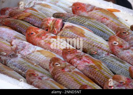 Kleine, rote, frische Fische auf Eis vom Markt Stockfoto