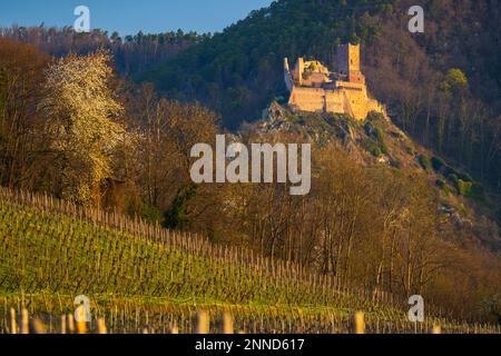 Ruinen des Chateau de Saint-Ulrich in der Nähe von Ribeauville, Elsass, Frankreich Stockfoto