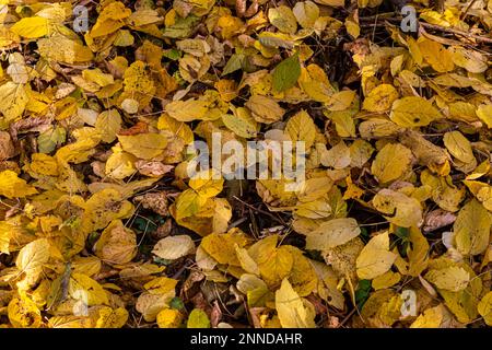 Hintergrund oder Textur der gefallenen Herbst Herbst Jahreszeit laub baum Blätter. Stockfoto