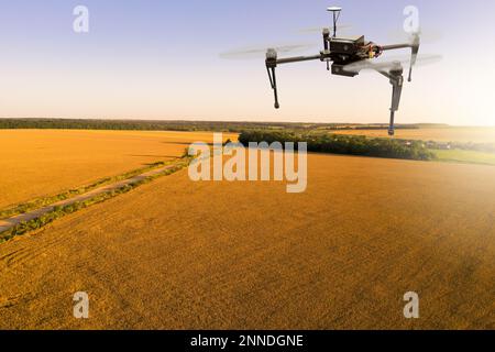 Die Drohne fliegt über das Weizenfeld. Intelligente Landwirtschaft und Präzisionslandwirtschaft Stockfoto