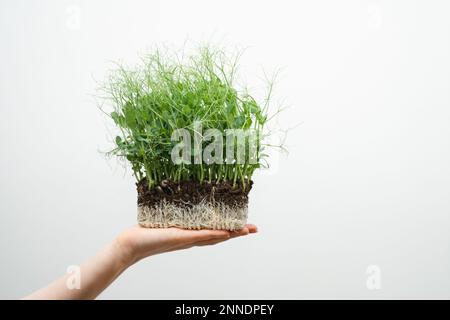 Eine Frau hält ein Mikrogrün in den Händen. Nahaufnahme. Stockfoto