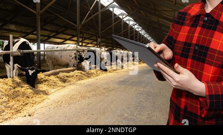 Landwirtin mit Tablet-Computer vor dem Hintergrund von Kühen auf einem Milchviehbetrieb. Bestandsbewirtschaftungskonzept. Stockfoto