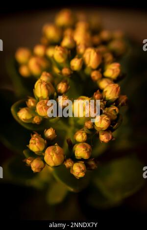 Zur Gattung der krautartigen mehrjährigen Blütepflanzen in der Familie der induzierbaren. Stockfoto