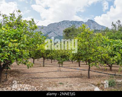 Plantage mit Bewässerungssystem zwischen Obstbäumen in der Provinz Antalya, Türkei. Bewässerung von Bäumen für gutes Wachstum und große Ernte. Stockfoto