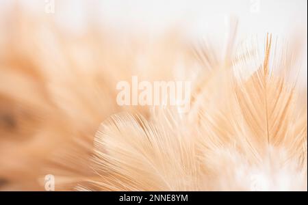 Wunderschöne flauschige weiße Feder, abstrakte Feder auf weißem Hintergrund. Hohe Auflösung. Kopierbereich für Design und Text. Pastellbeige und Weiß. Stockfoto