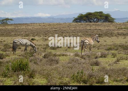 Zebra auf Crescent Island in Lake Naivasha, Kenia Stockfoto