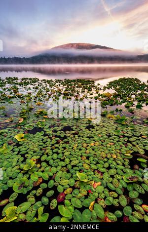 Lily Pads und Morgennebel am Red House Lake, Allegany State Park, Salamanca, Cattaraugus Co., NY Stockfoto