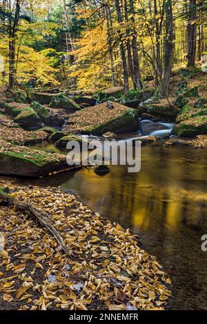 Der Red House Brook fließt durch den Allegany State Park, Cattaraugus Co., NY Stockfoto