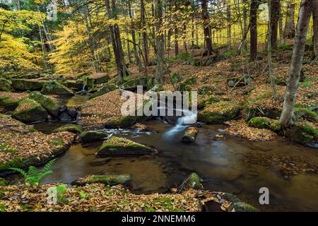 Der Red House Brook fließt durch den Allegany State Park, Cattaraugus County, New York Stockfoto