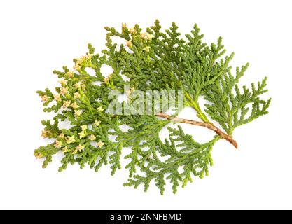 Platycladus-Tannenzweig mit isolierten Zapfen auf weißem Hintergrund. Platycladus orientalis Stockfoto