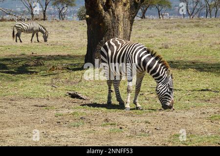 Zebra auf Crescent Island in Lake Naivasha, Kenia Stockfoto