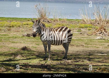 Zebra auf Crescent Island in Lake Naivasha, Kenia Stockfoto